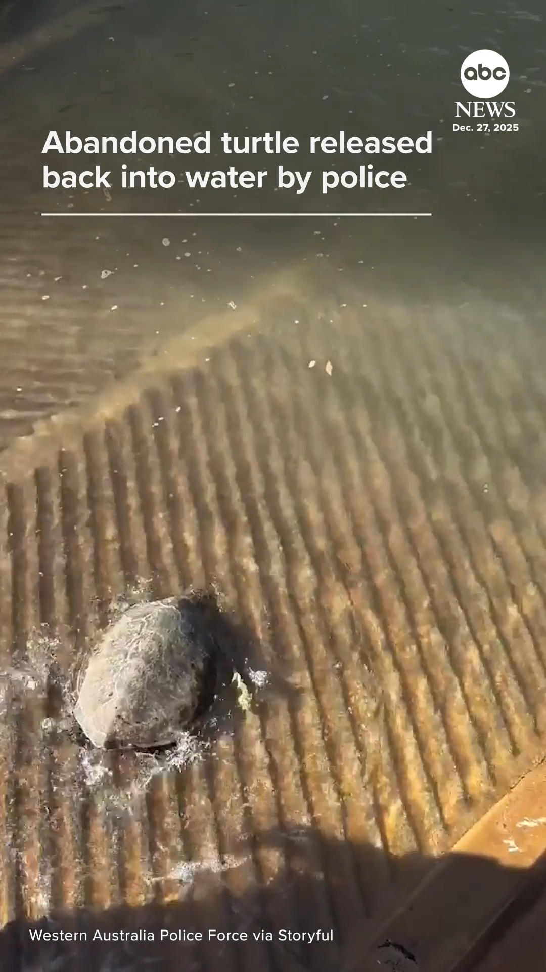 Police officers released a captured sea turtle back into the ocean ...