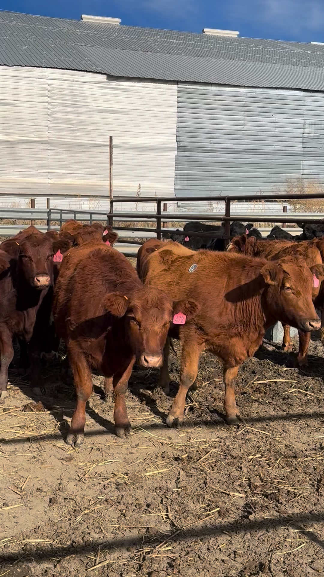 Wine Glass Ranch Red Angus Breds | Imperial Auction Market LLC | Facebook