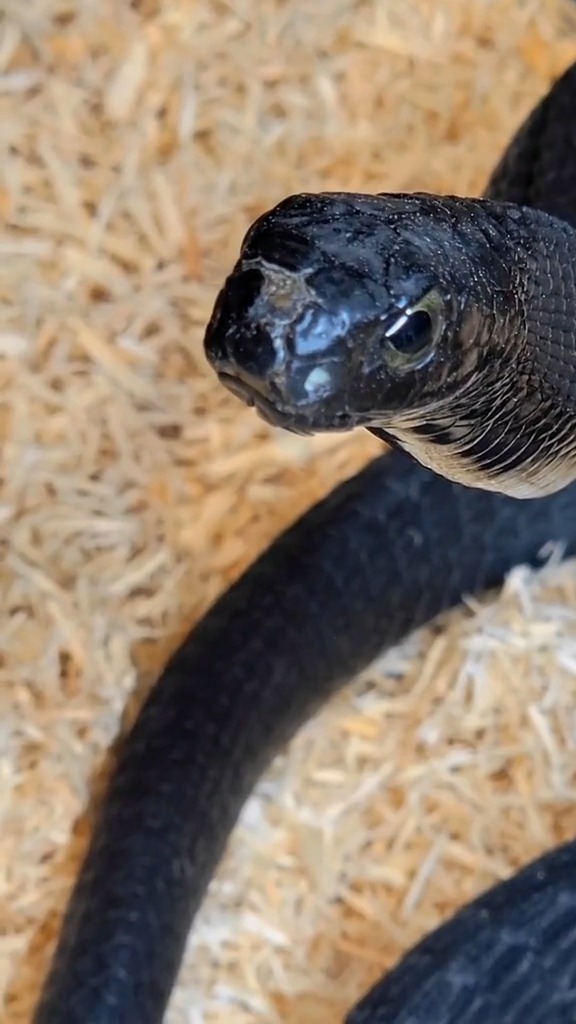 Check out the most venomous snake from Africa #snakes #venomous # ...