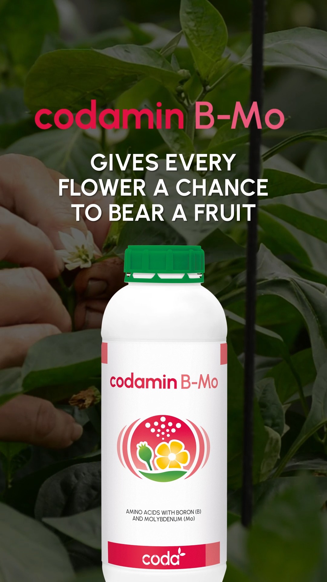 Do you know the benefits of codamin B-Mo?👇 | Coda | Facebook
