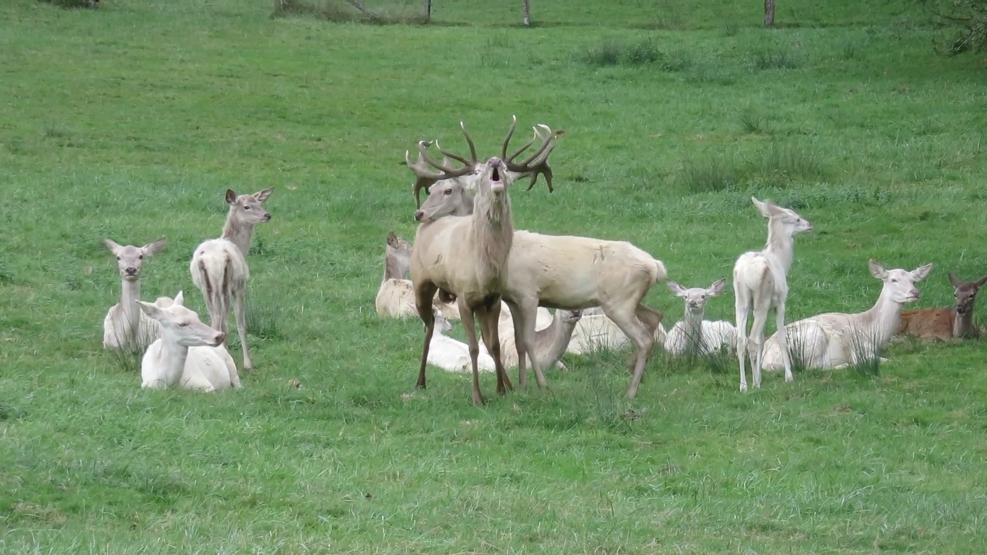 La période de Brame est aussi celle de l’accouplement chez les Cerfs et ...
