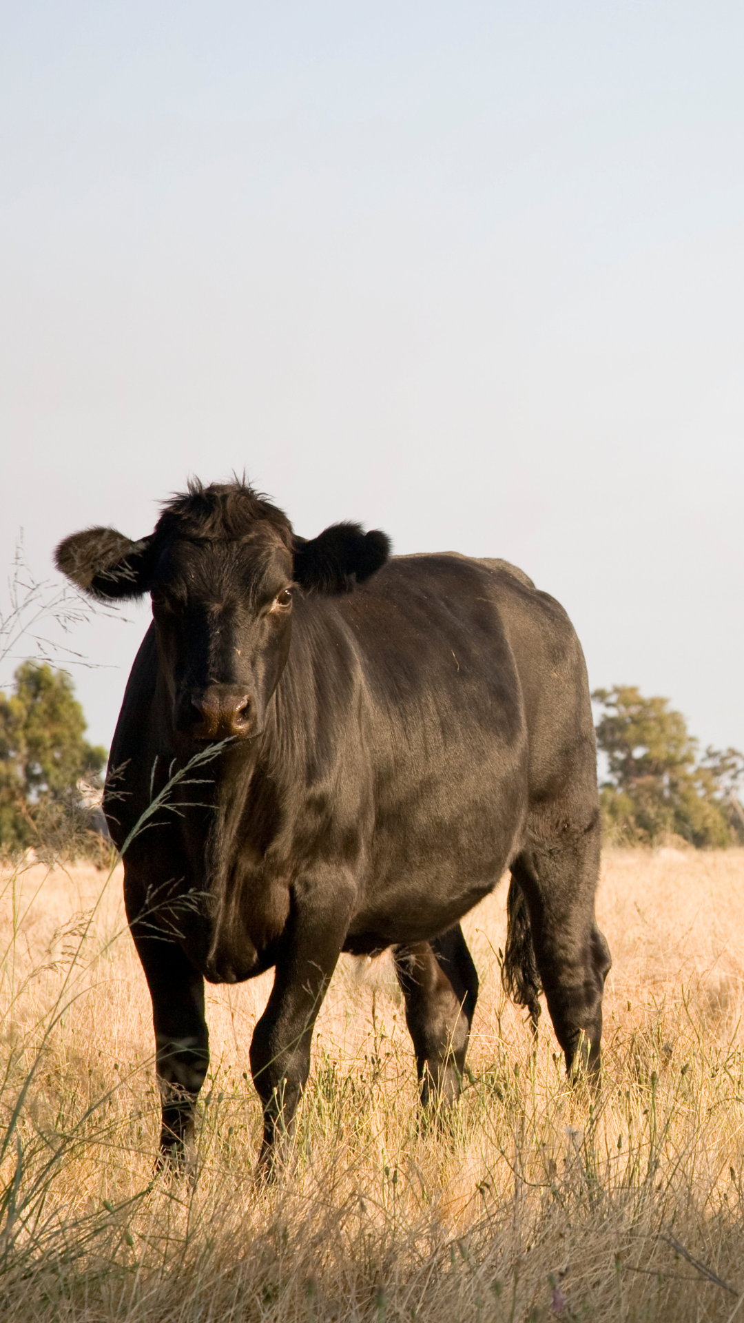 How did retail meat cutting evolve from full carcasses to case-ready ...