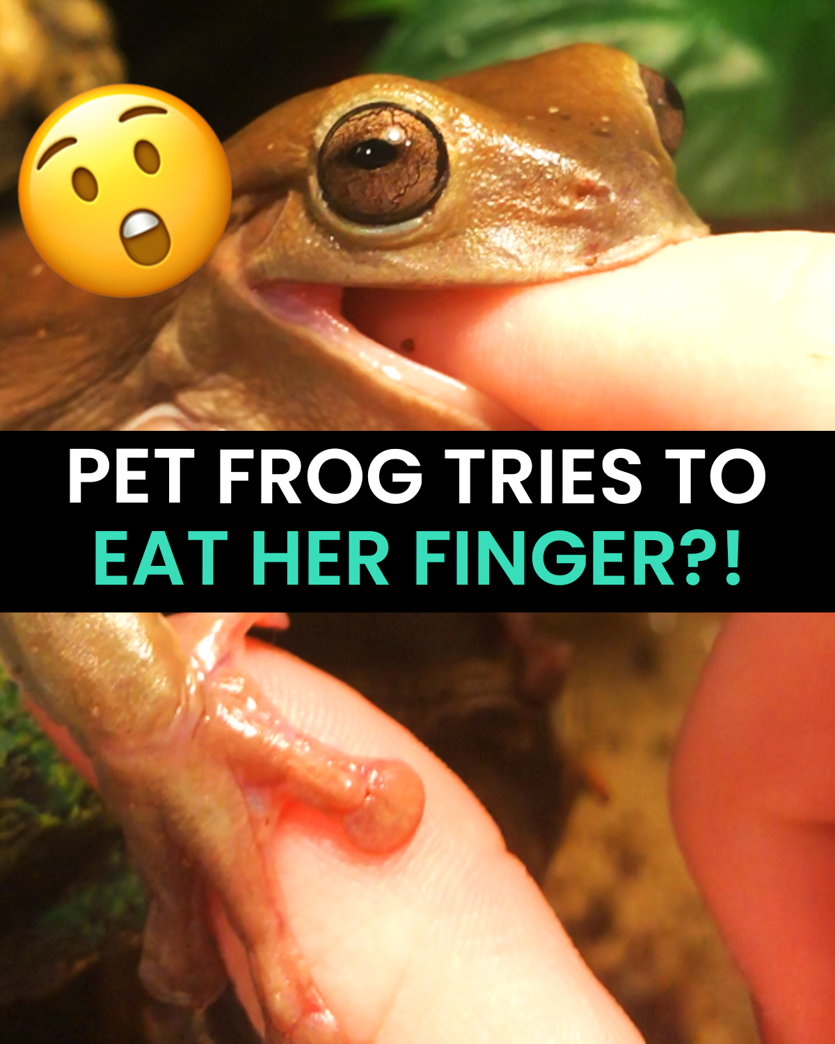 This pet frog was really hungry and tried to bite off more than it ...