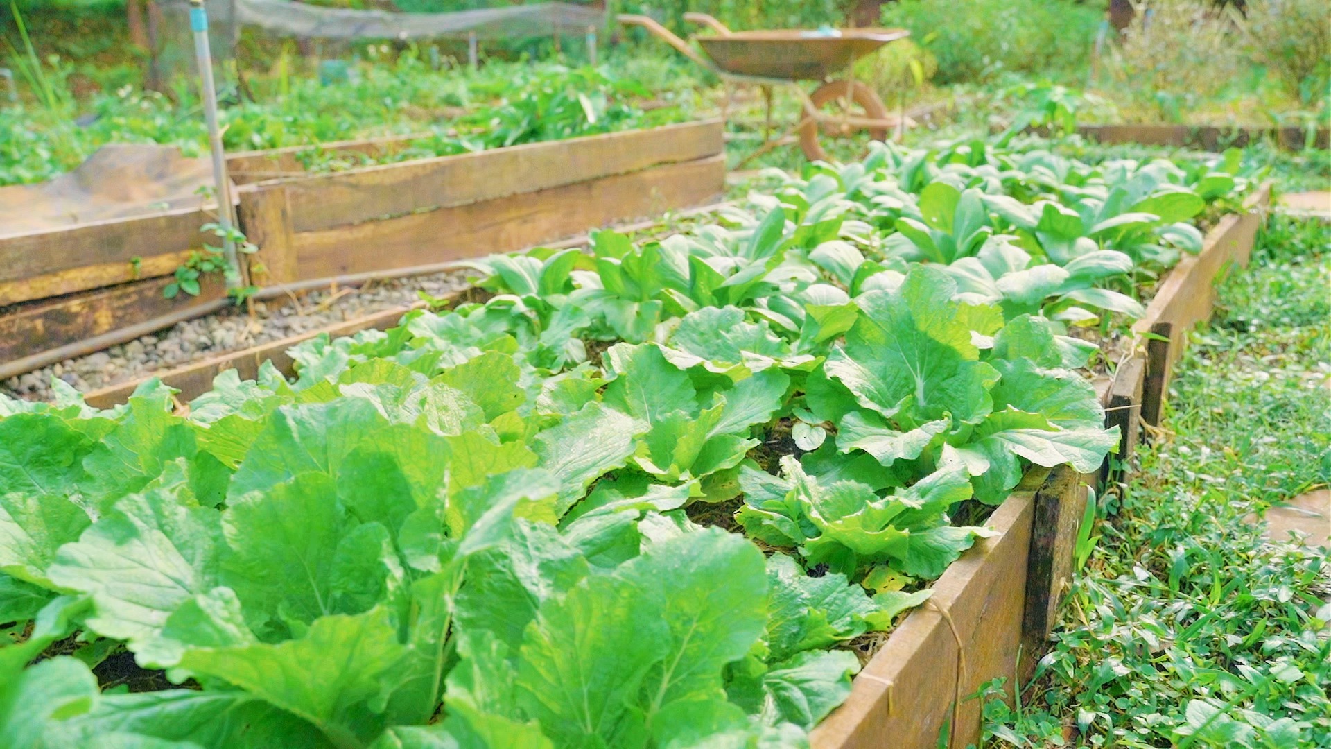 Amazing Farm | Gia Lai