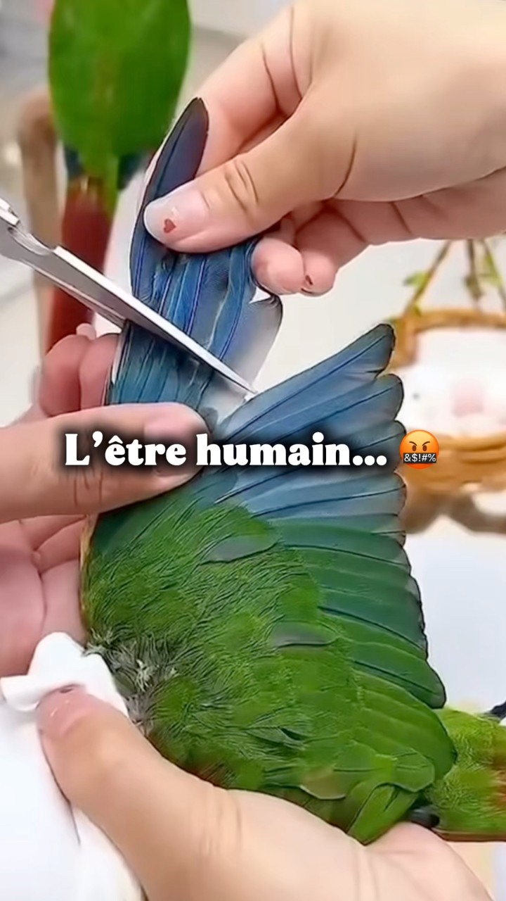 Couper les rémiges d’un oiseau, c’est l’équivalent de lui briser les ...