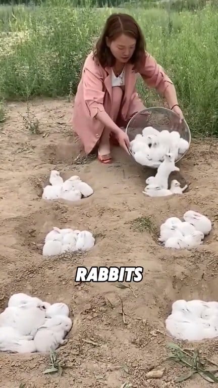 Why did they start populating the desert with rabbits #rabbits #reelsfb ...