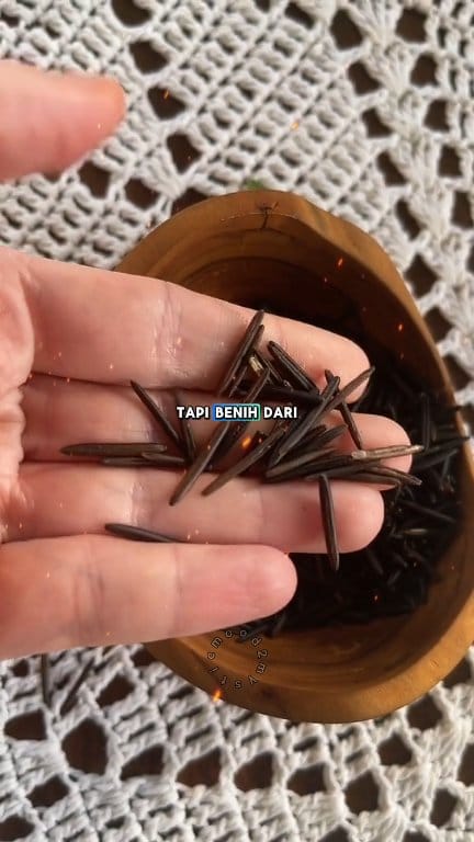 Wild Rice — Bukan Beras Biasa, Tapi Salah Satu yang Termahal di Dunia ...