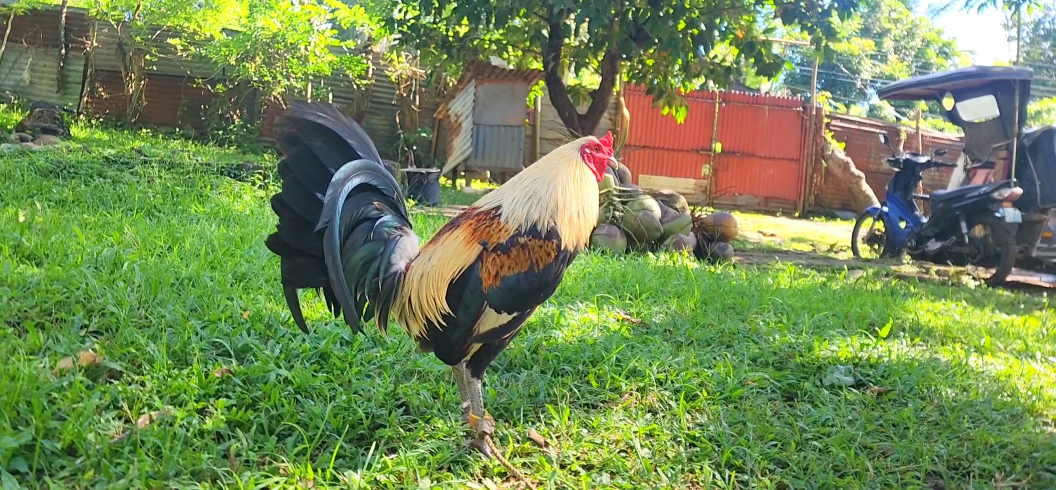 Pogibots Duke Hulsey Grey | Emmanuel Guanzon Calinga