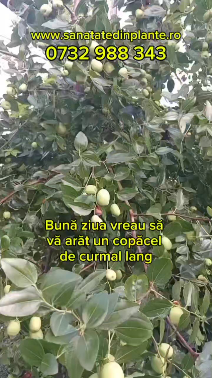 Curmal chinezesc - 