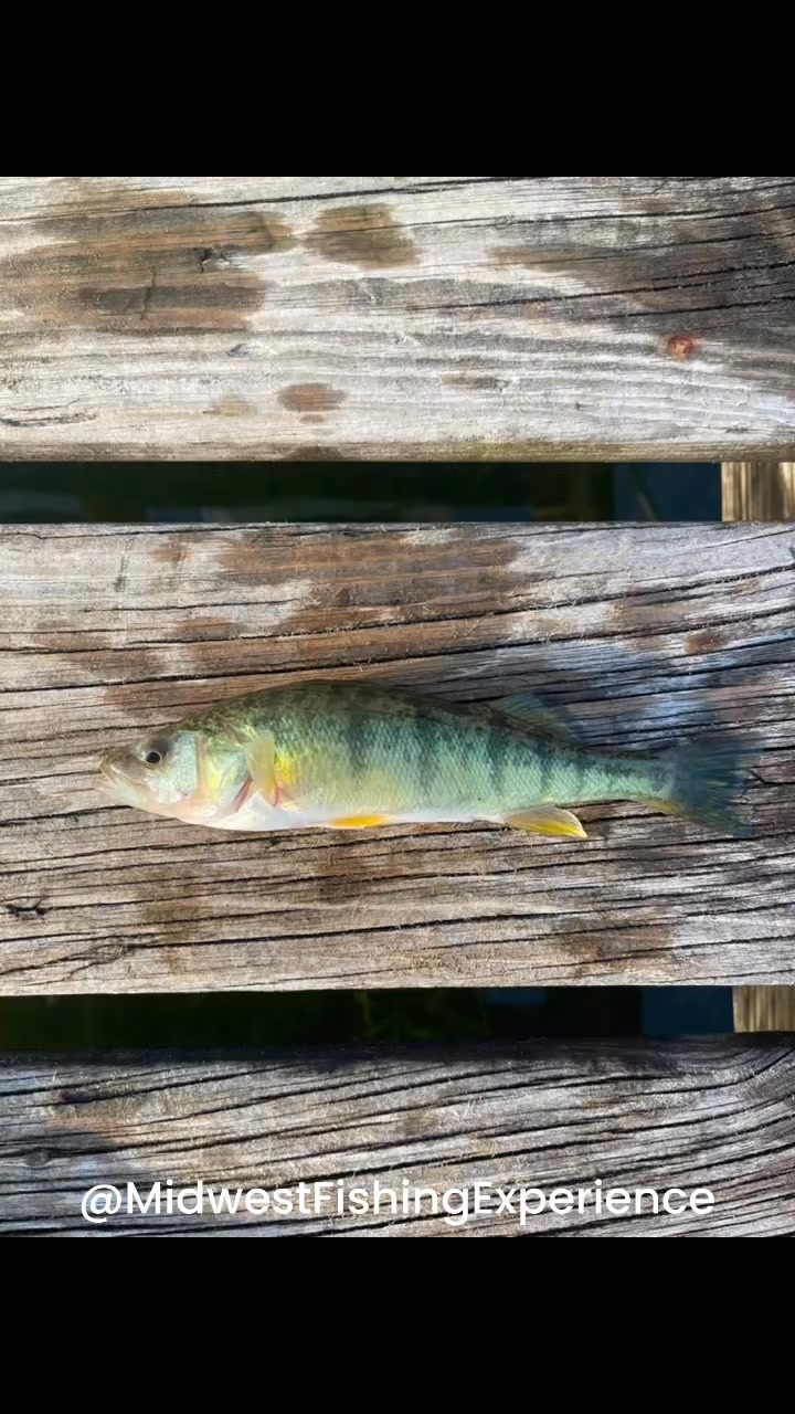 Midwest Fishing Experience on Reels | Facebook