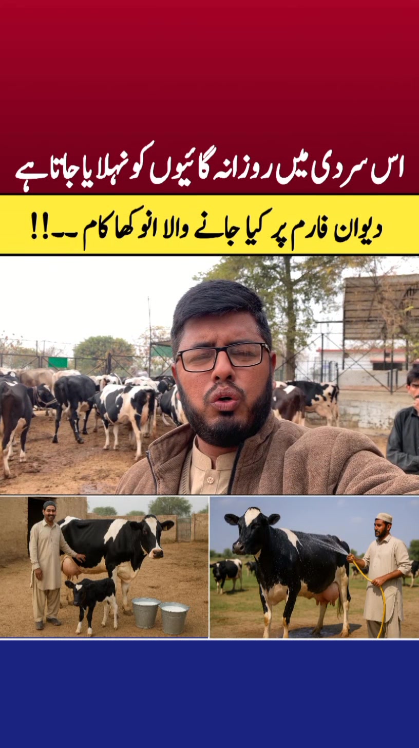 اس سردی میں بھی دیوان فارم پر روزانہ گائیوں کو نہلایا جا رہا ہے | Dairy ...