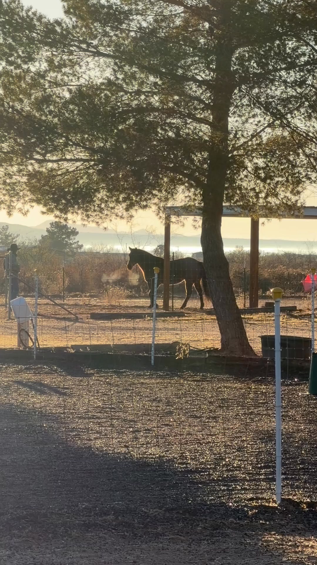 Curated visual reference: Learn How You Can Volunteer At Canter On This Episode Photo Inspiration