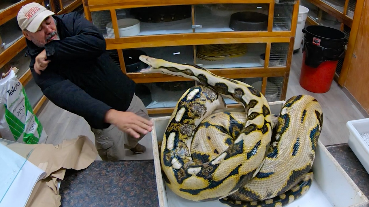 This big reticulated python gave us a beautiful clutch of eggs, and has ...