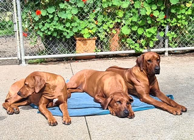 Three of our Sandridge girls, Danai (Champion Sandridge Perfect Witness ...