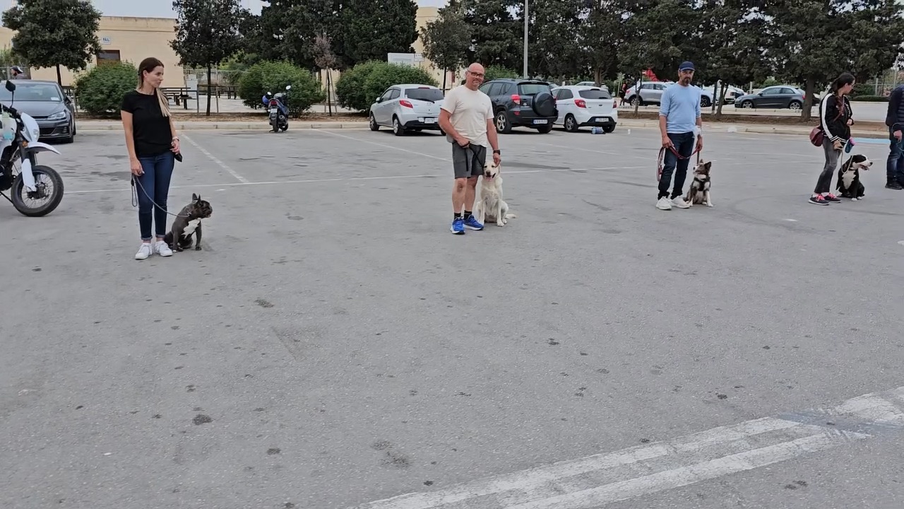 🐶 Group Dog Training Classes – Starting 10th October! 🐶 📍 Ta' Qali | 🕖 ...