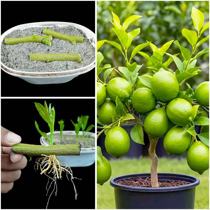 Best & easy way to growing lemon plant at home || Stem to plant method ...