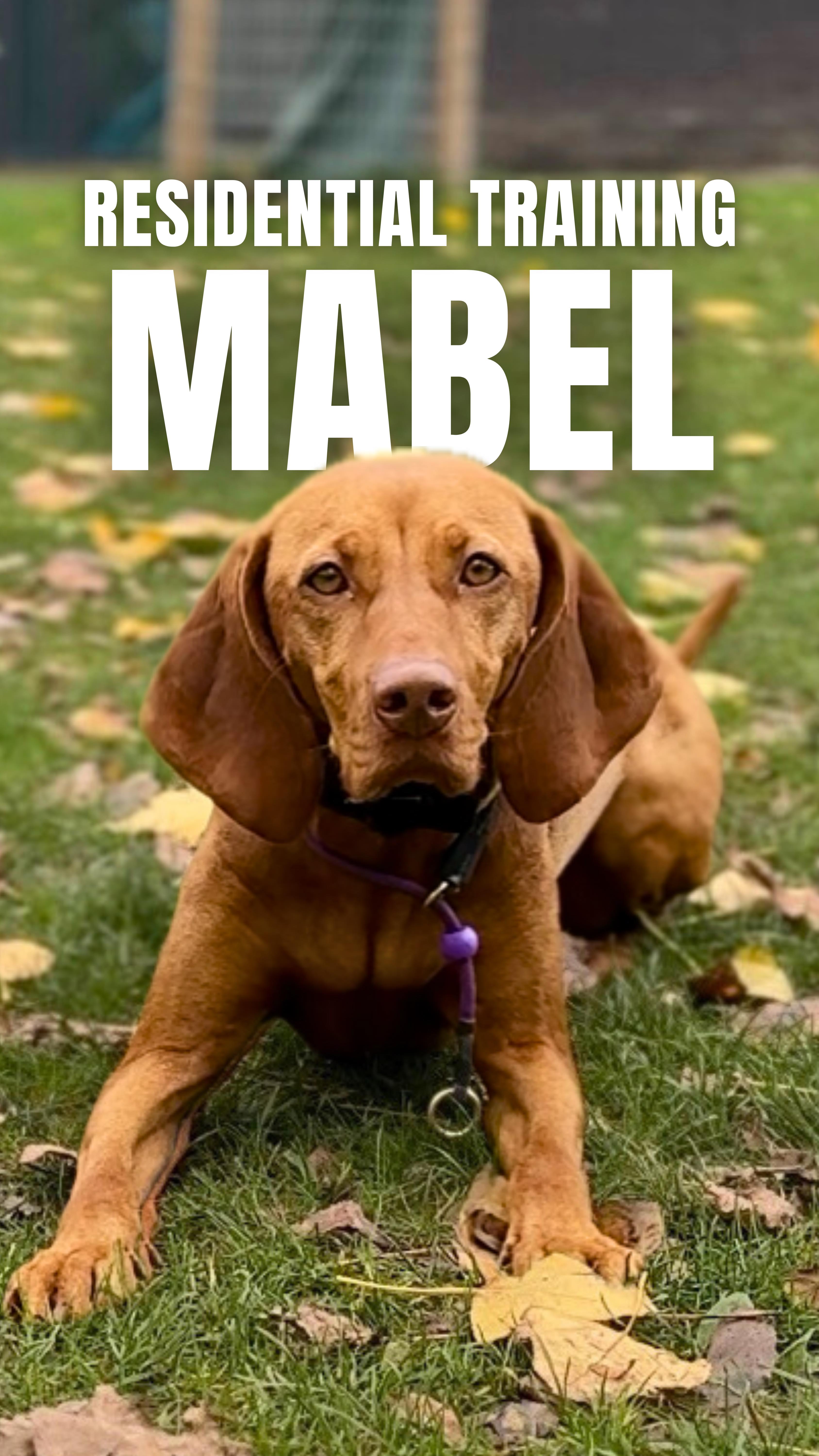 💖Mabel💖 Mabel’s owners had already done lots of training with her on ...