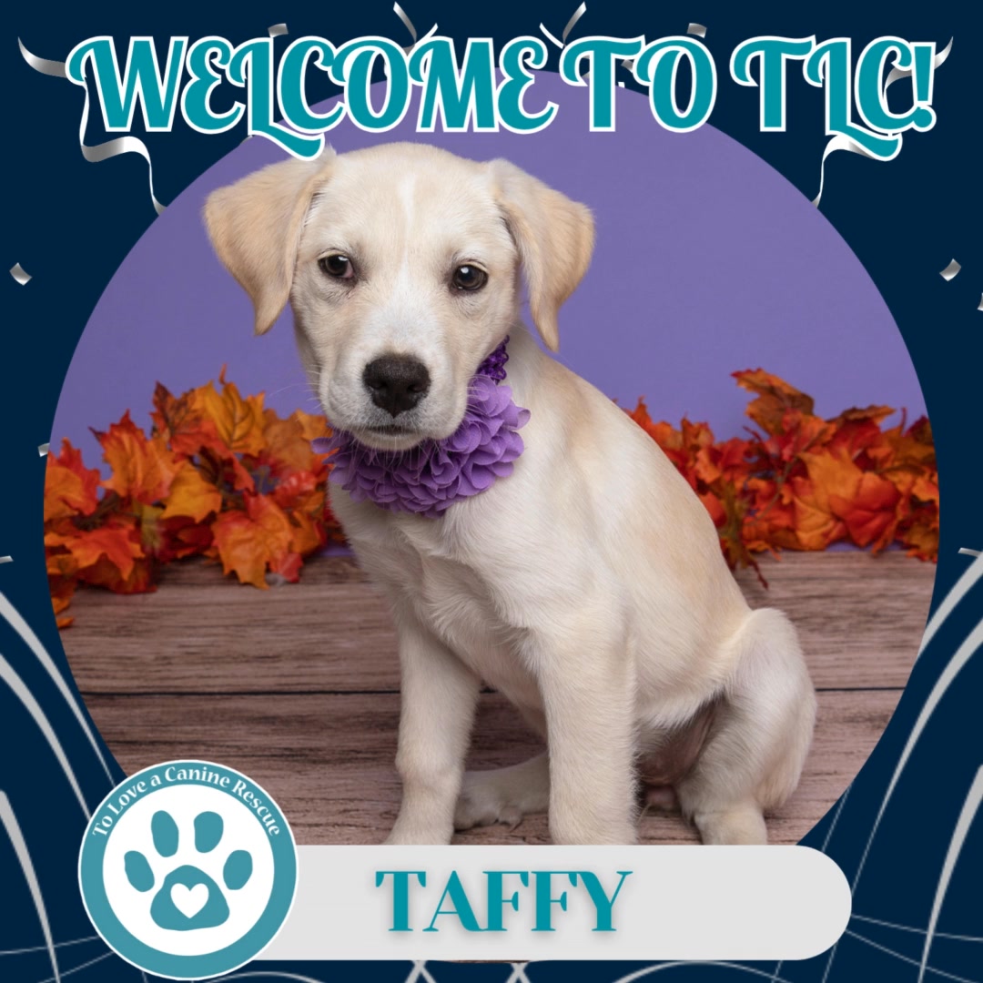 🐾 20 New Rescues, 20 Fresh Starts! 🐾 This past weekend, 20 new dogs ...
