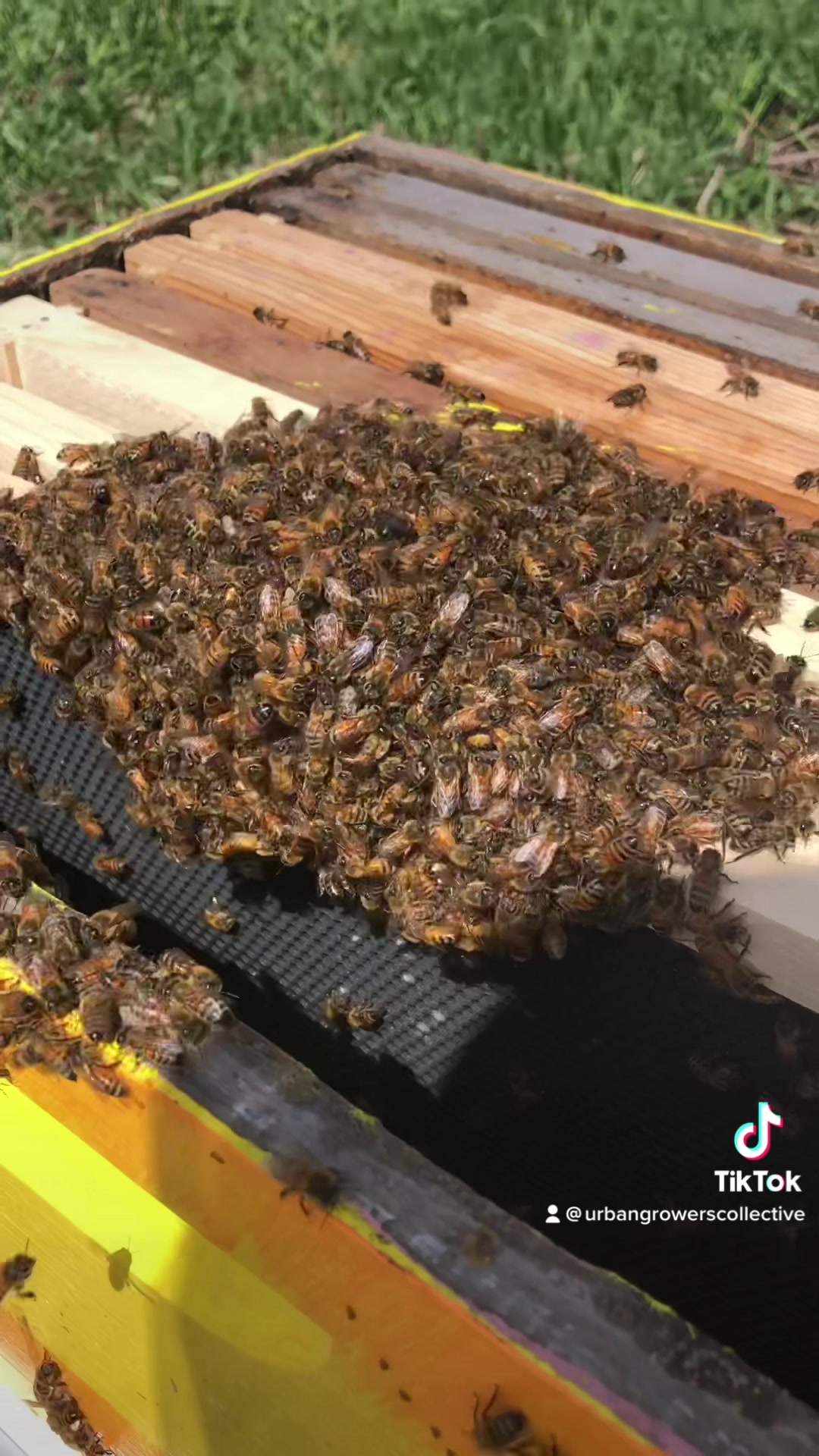 Can you spot the Queen bee? The weekend before last we installed bee ...