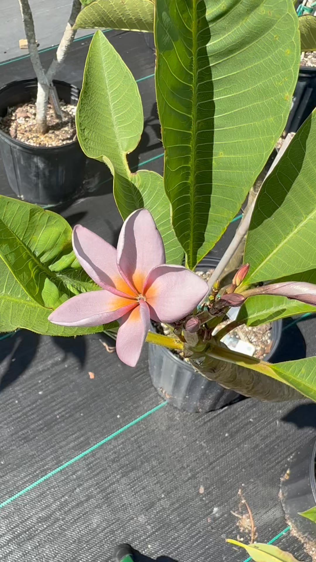 プルメリアページ P-801 plumeria variety blooming in my garden