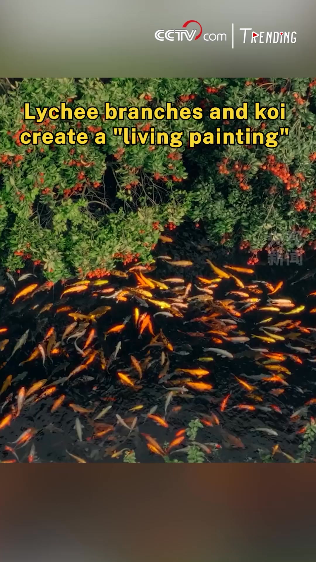 A recent aerial shot captured in Guangdong Province has captivated ...
