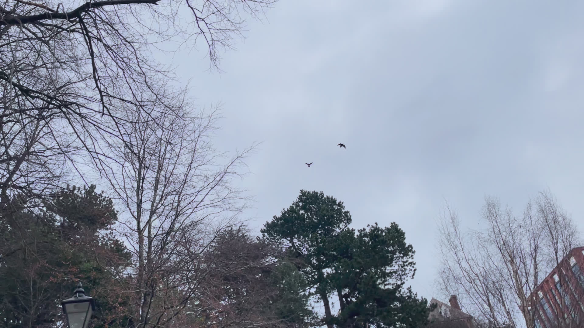 Sutton Park NNR - One of our Rangers today spotted a pair... | Facebook
