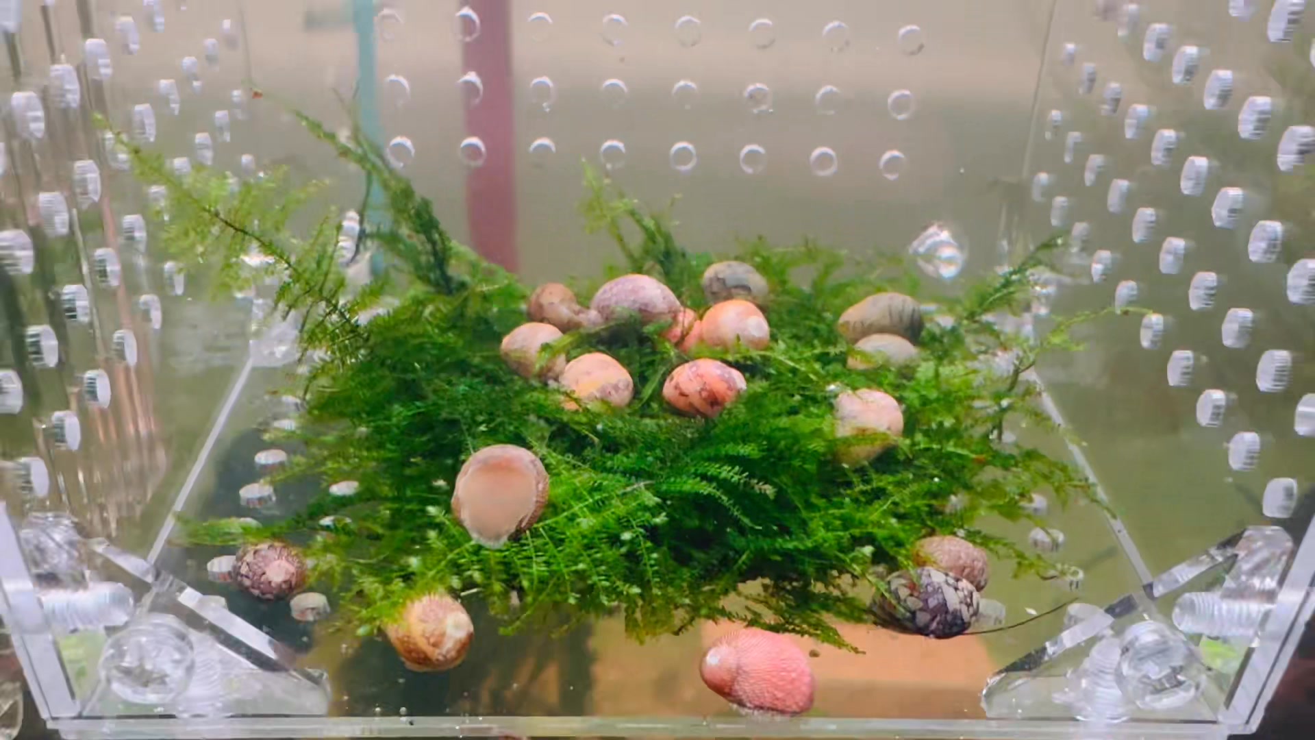 🐌Australian Native Nerite Snail -... - Micro Aquatic Shop | Facebook