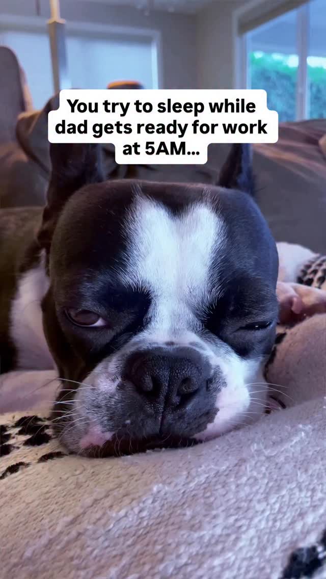 5AM Dog Struggles This funny dog video mixes Boston Terrier memes ...