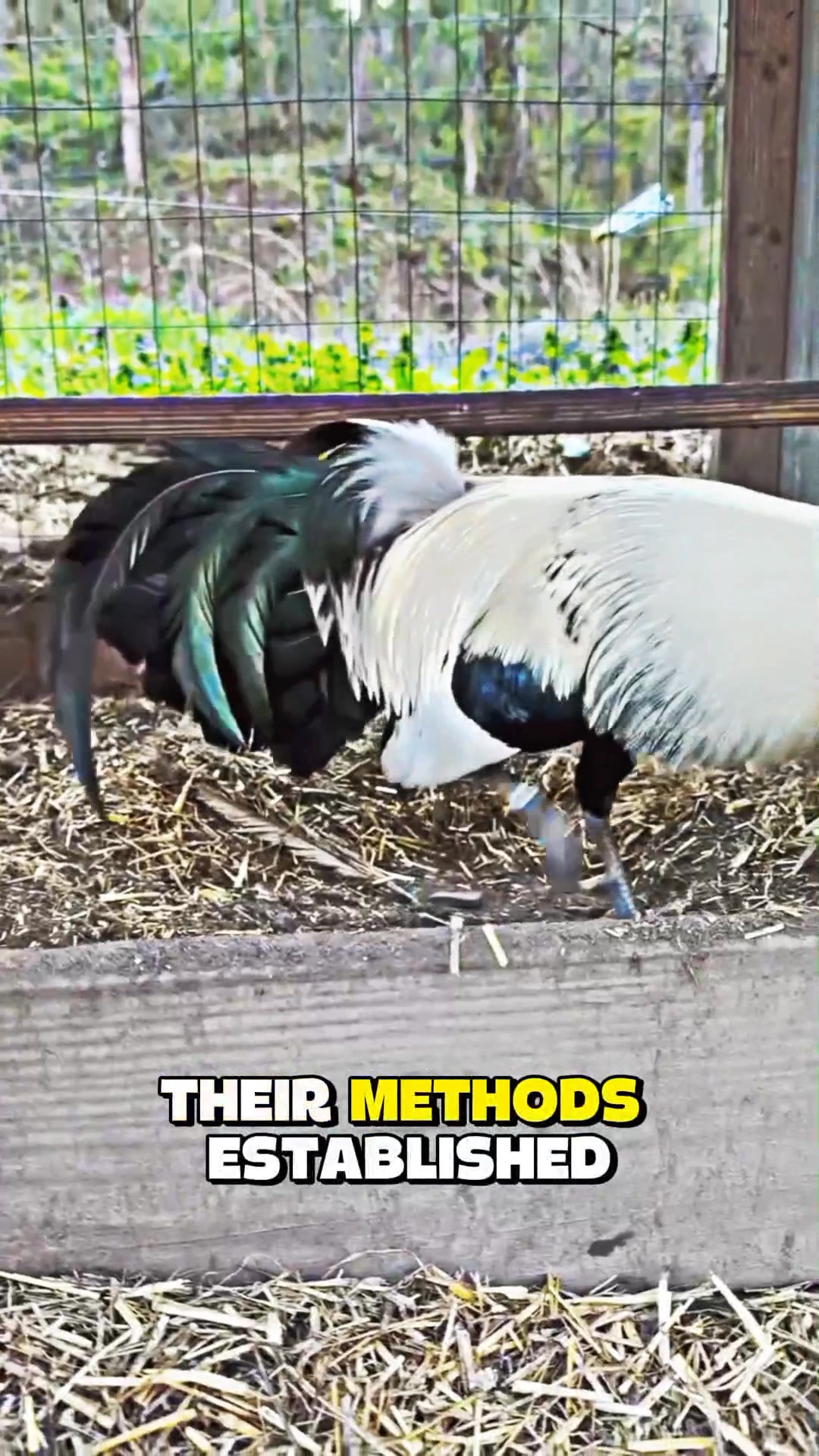 Gamefowl - 🔬 Red Richardson – A Quiet Force in Poultry Breeding ...
