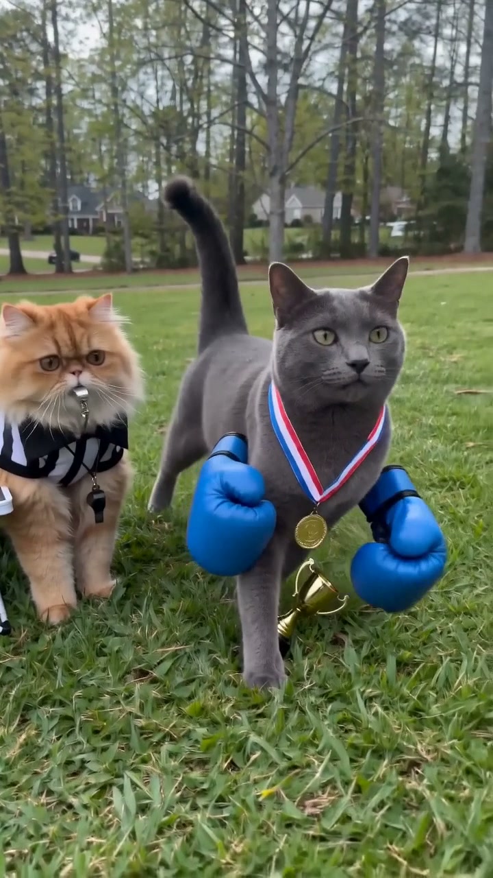 🐈🐈‍⬛ Japanese cat fight is on !! One wearing a backpack