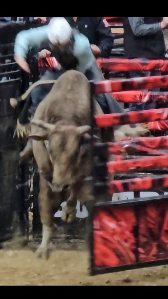 Highly recommend going to watch Bull Riding! We had a great time last ...