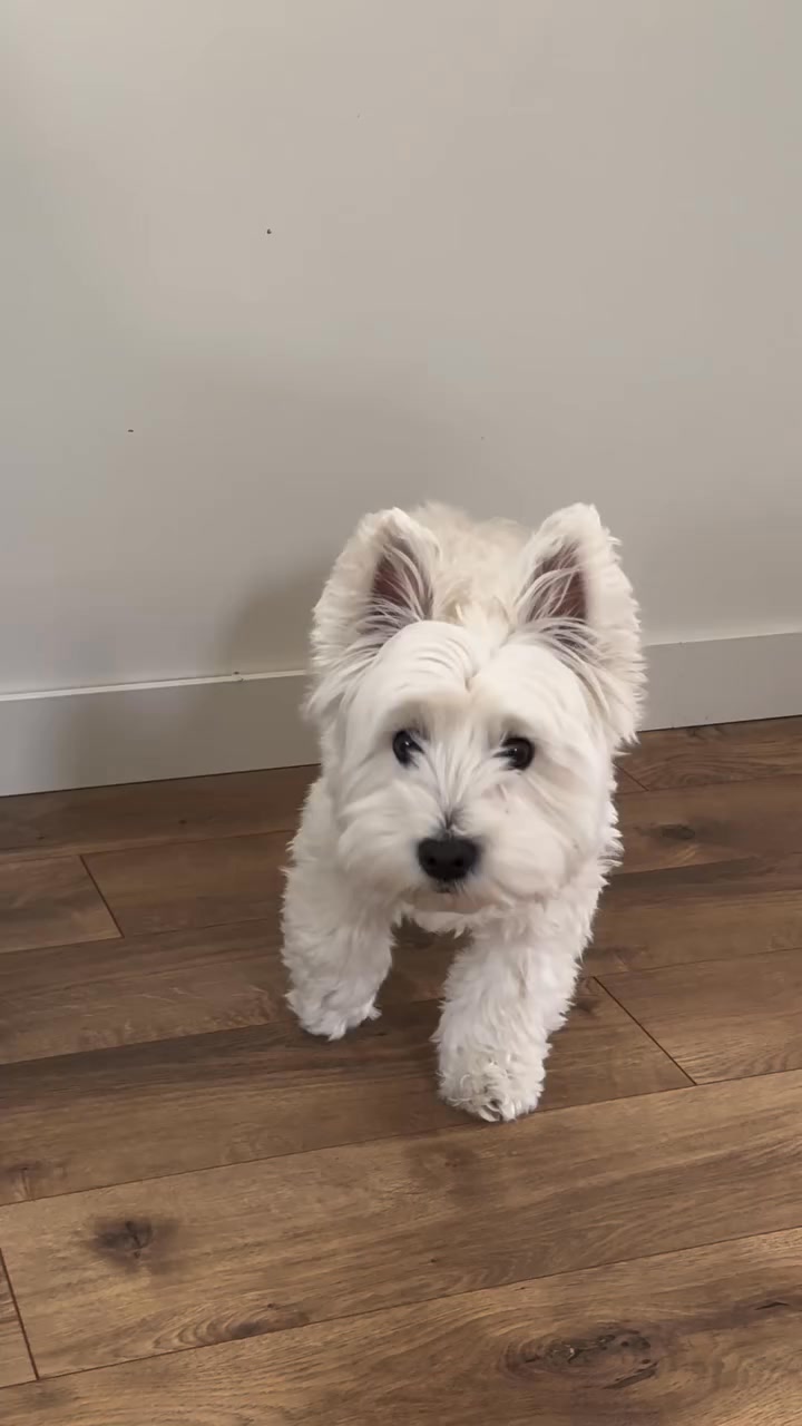 Mama....🫣🫣 #westie #westiegram #westiemoments #westielove #westielife # ...
