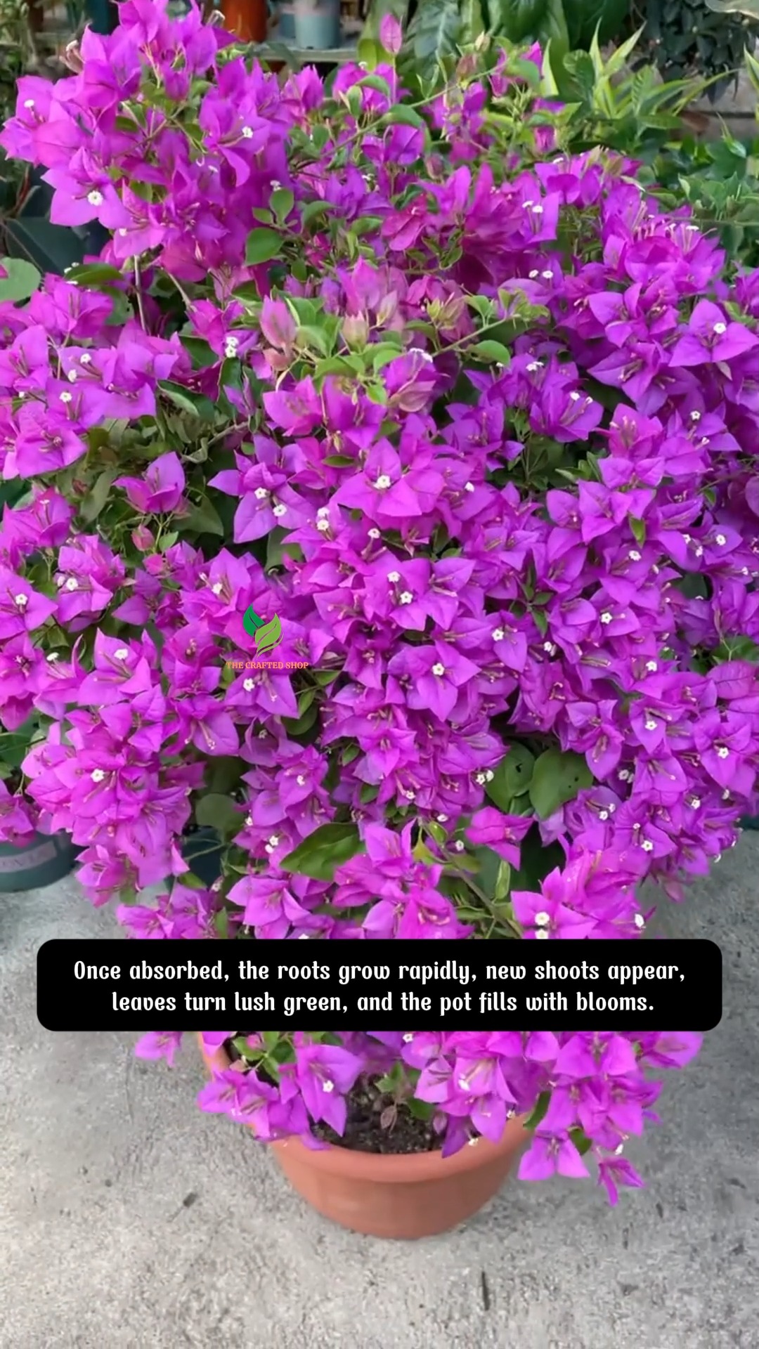 Soil Activation Treasure This black liquid makes your plant’s roots ...