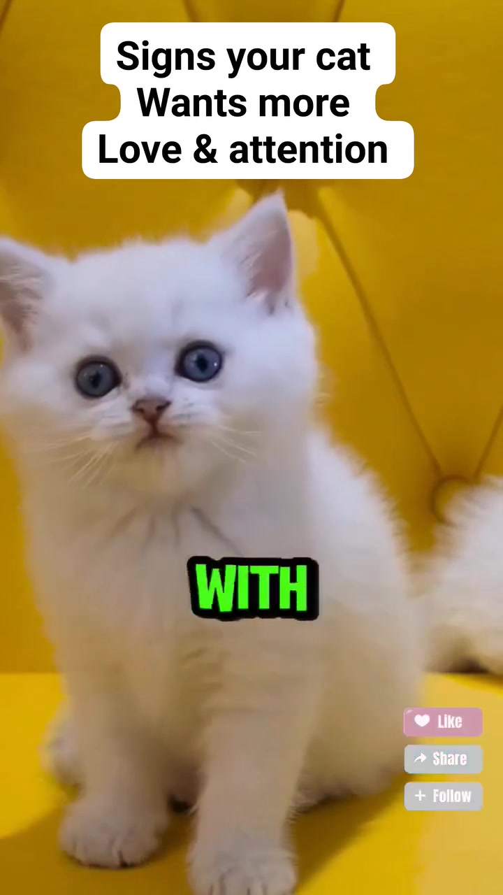 Photo inspiration: Fresh Look at Signs If Your Cat Wants More Love And Attention Catviral