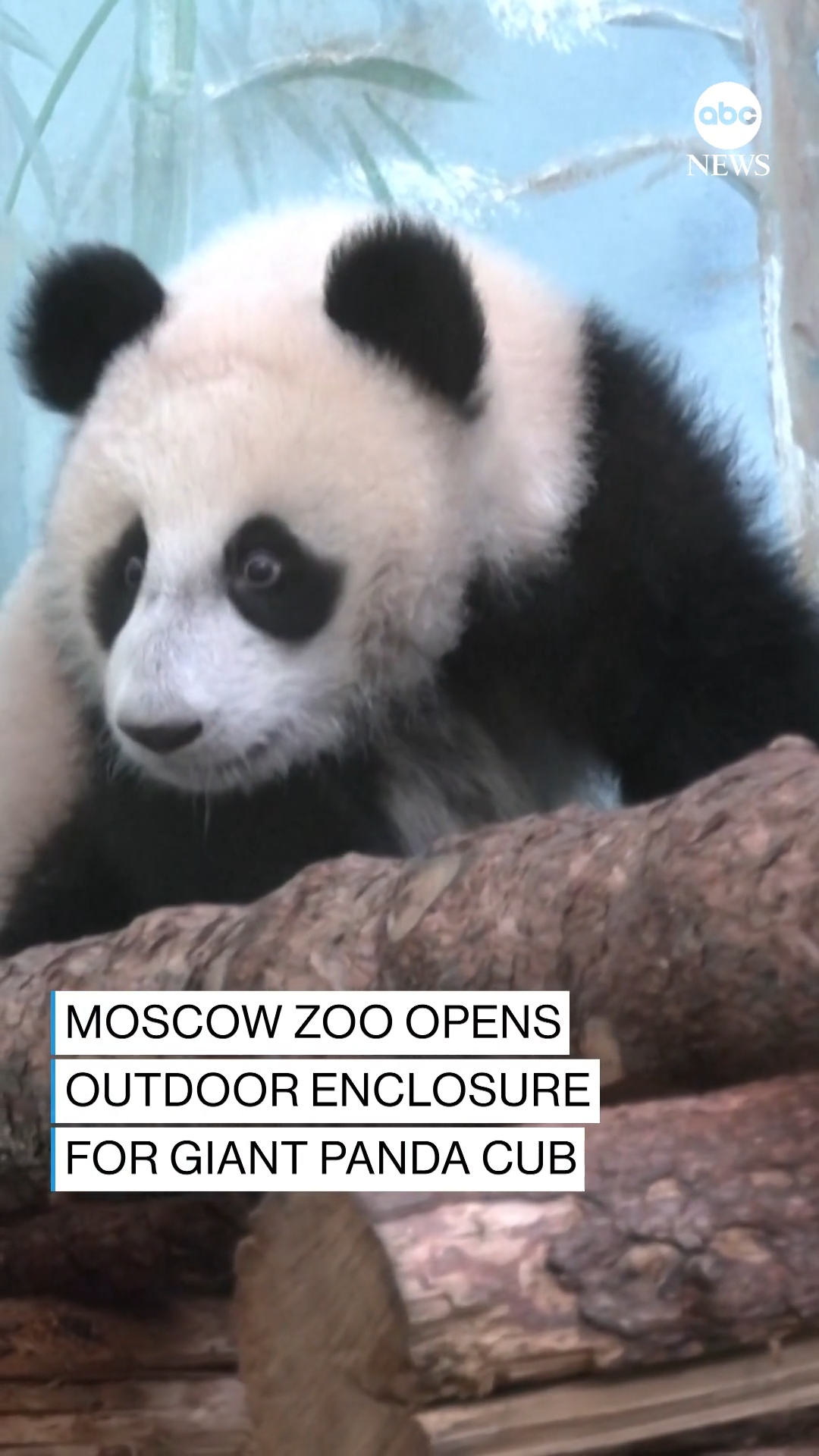 Giant panda cub Katyusha, the first panda to be born in Russia