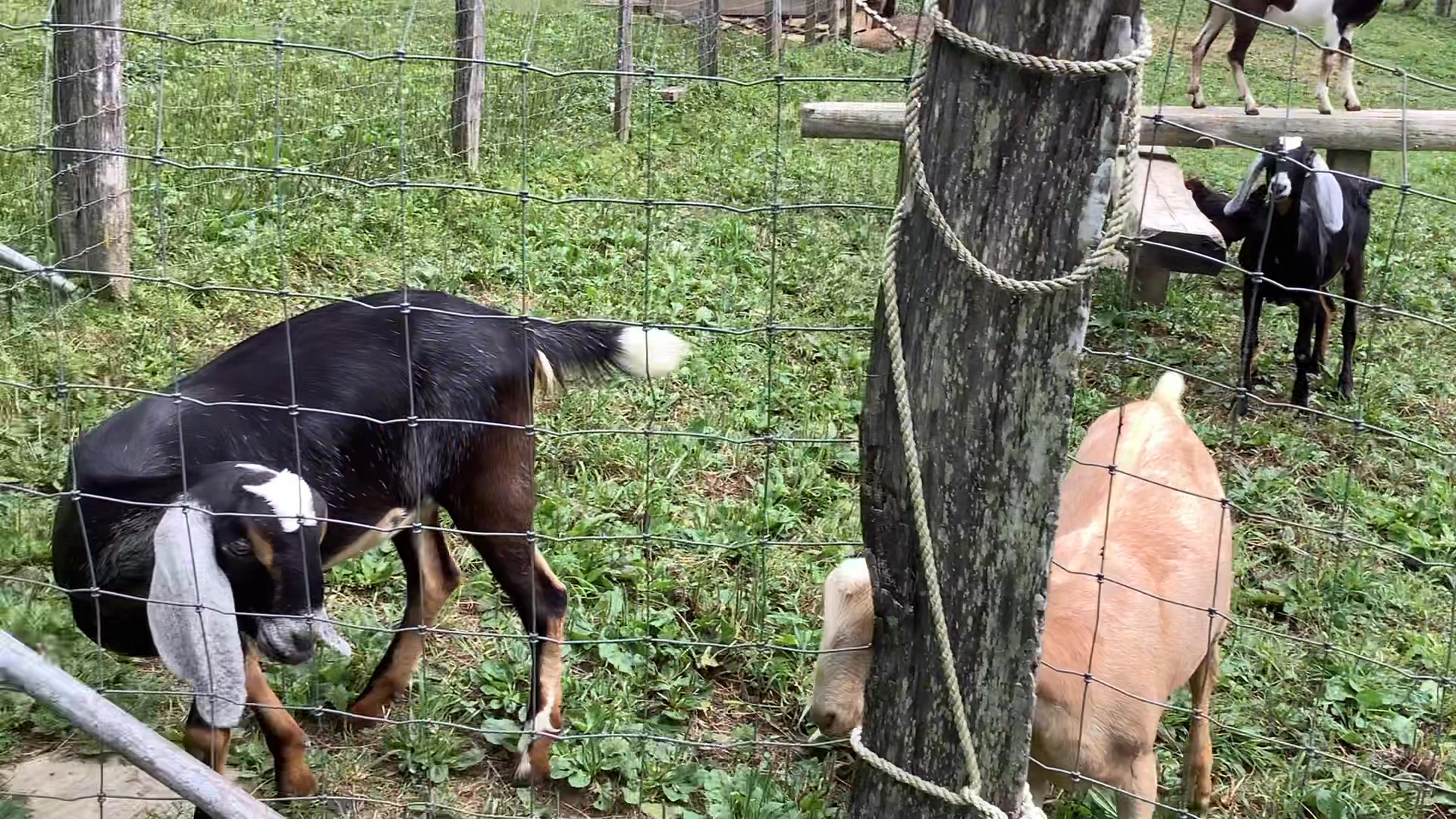 Hen's Tooth Acres Farm | Vilas NC
