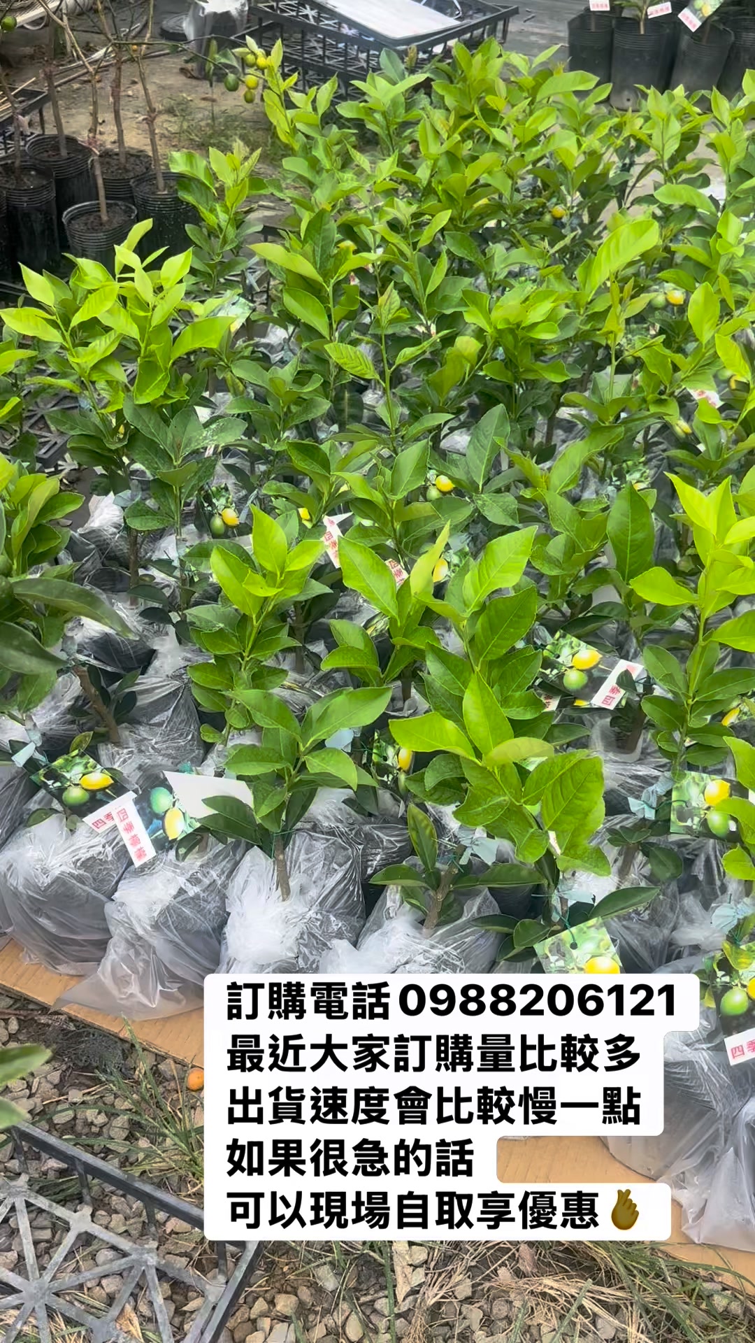 訂購電話0988206121 #黃金果 #久蜜黃金果 #大果黃金果 #馬仕特山竹 #紅寶石水蜜桃 #榴蓮 #貓山王榴槤 #特大水蜜桃 #日本甜 ...