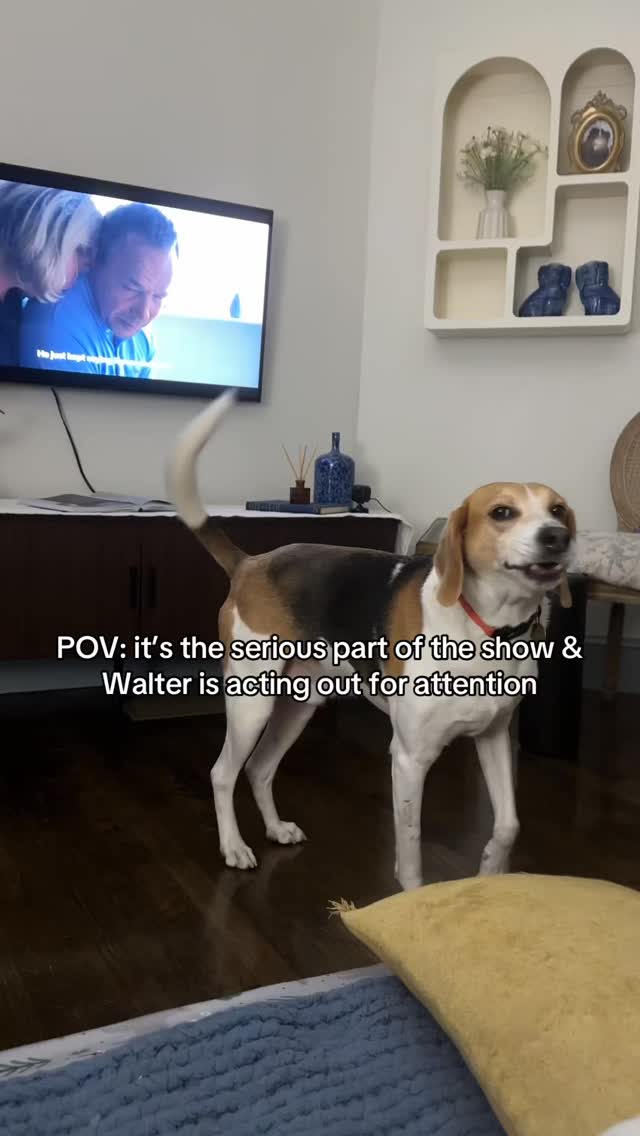 This is rage bait for any doggos watching 💥🥊🐶 #funny #dog #needydog # ...