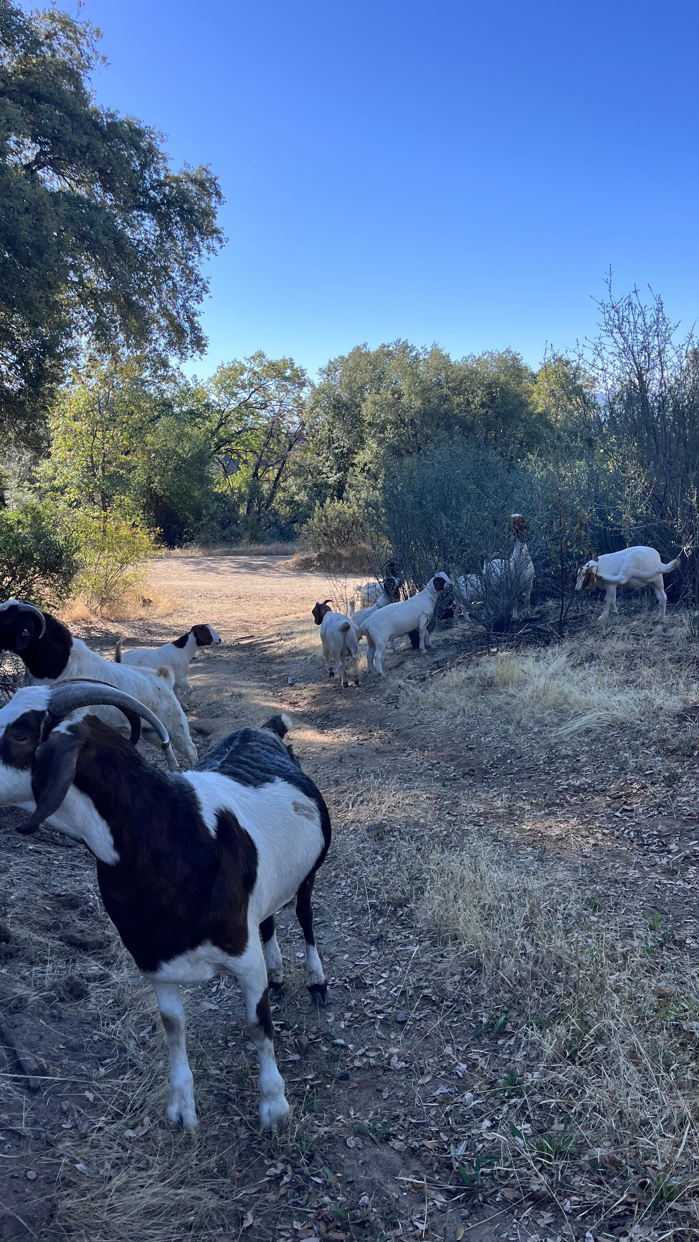 Today the goats got to graze in the forest for a couple of hours. We ...