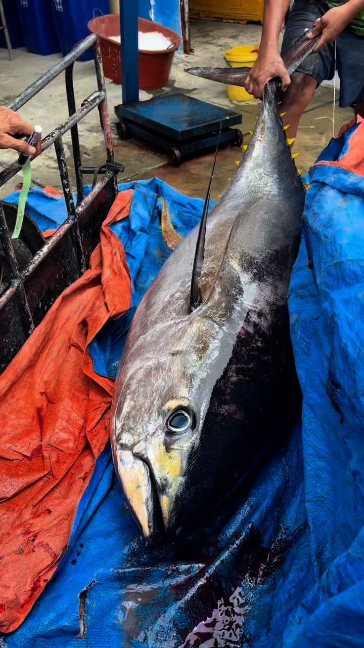 biggest shimano reel PLEMIO 3000 Big Game [Japan Import] Transducer:HDI Transducer Poisonous Pufferfish vs. Box The BeastMaster 9000 features fishing reel cover
