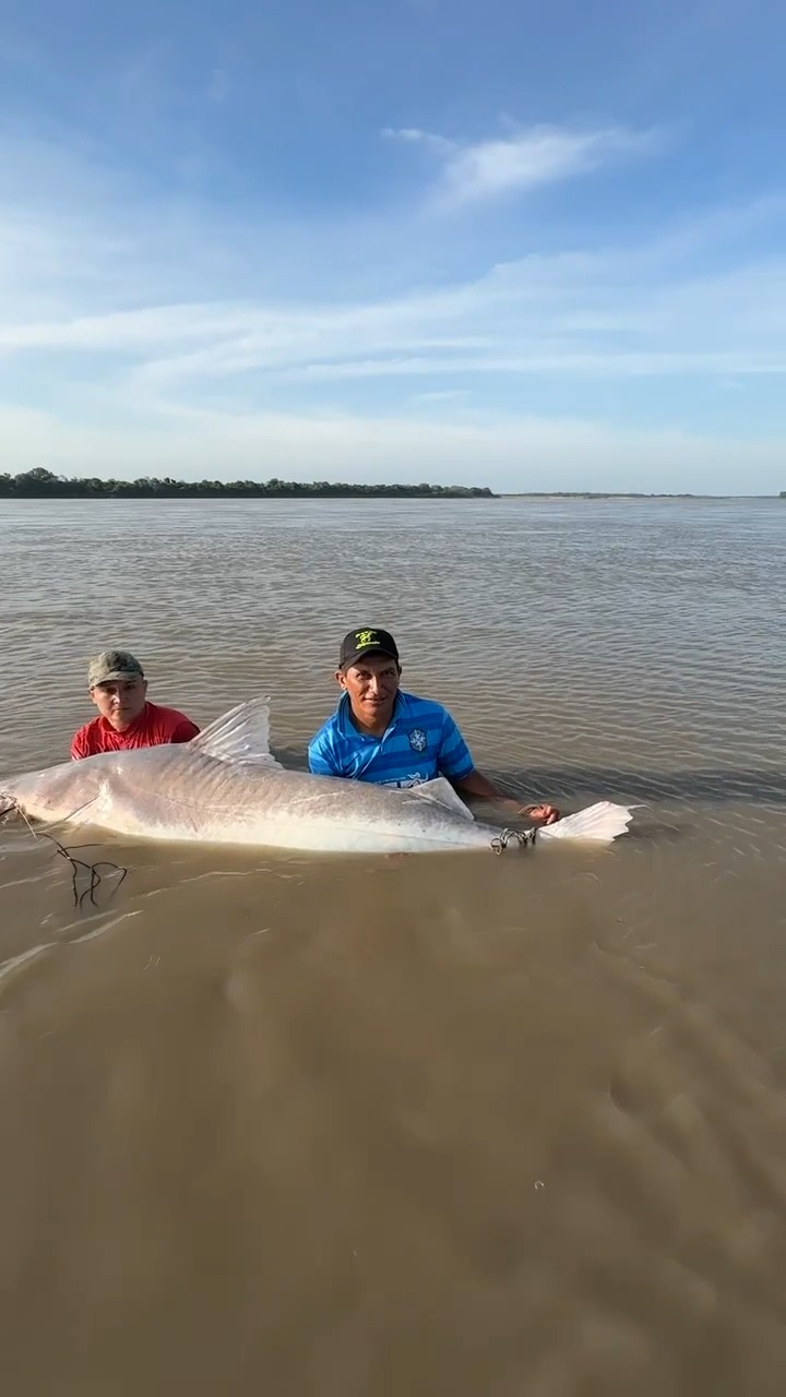Esta pesca se logro en el rio Meta! valenton de 90 kilos | Amigos de la ...