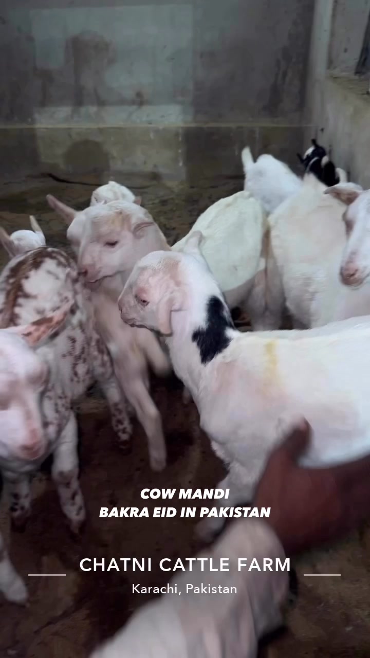 🌸💞 | Cow Mandi ( Bakra Eid in pakistan )