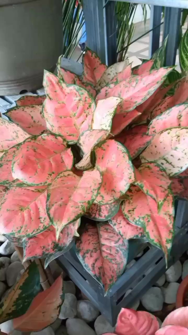 Very lush Aglaonema Sky Velvet #aglaonema #juanitosgarden