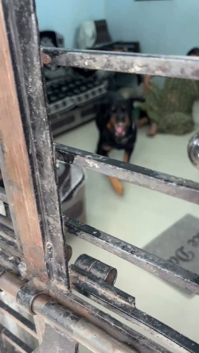 Wait for my Rottweiler 😱 @rottweiler_the_bruzzo9212 #rottweiler # ...