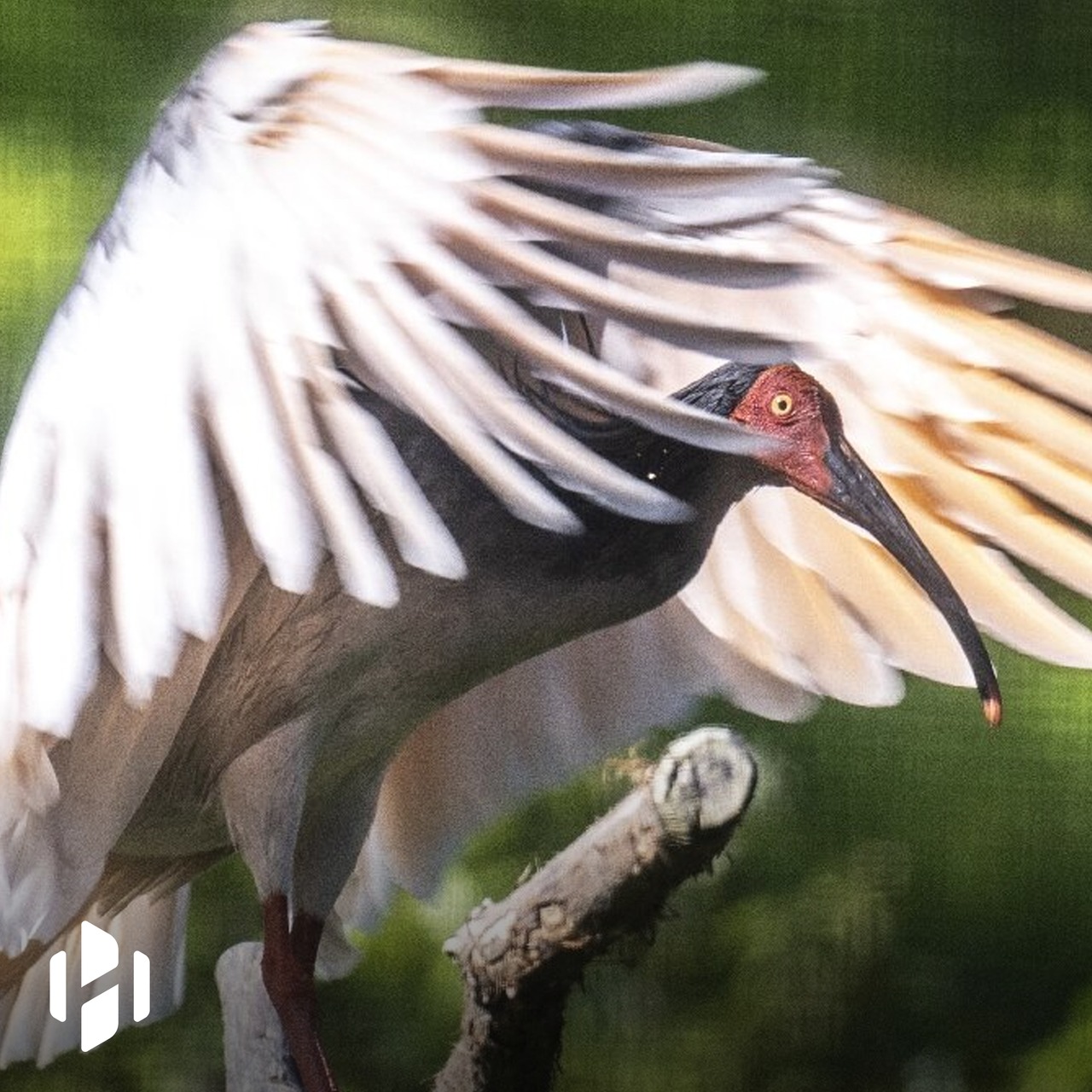 Japanese scientists brought a bird back from extinction. | Hashem Al-Ghaili