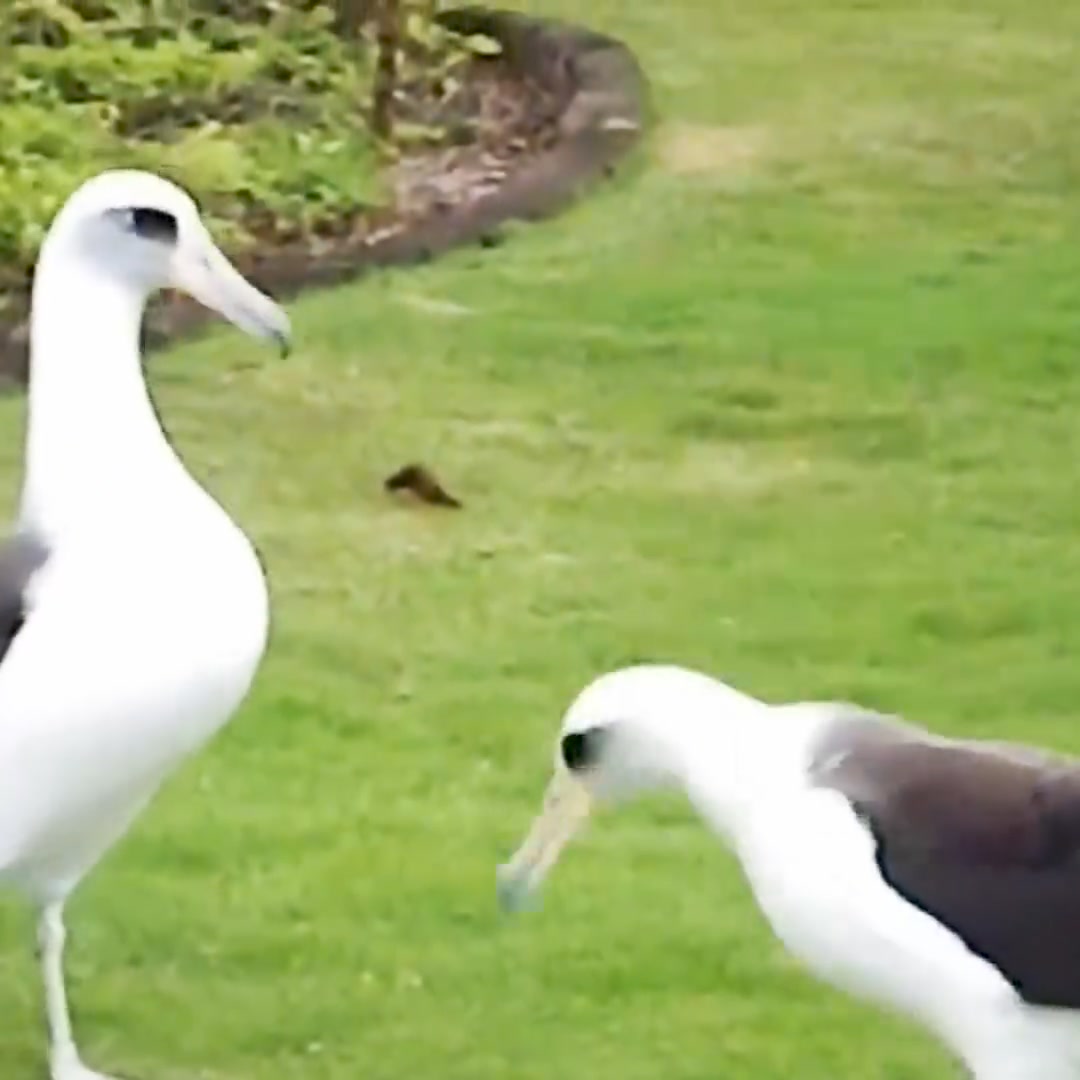 Witness the mesmerizing courtship dance of albatrosses! From bill ...