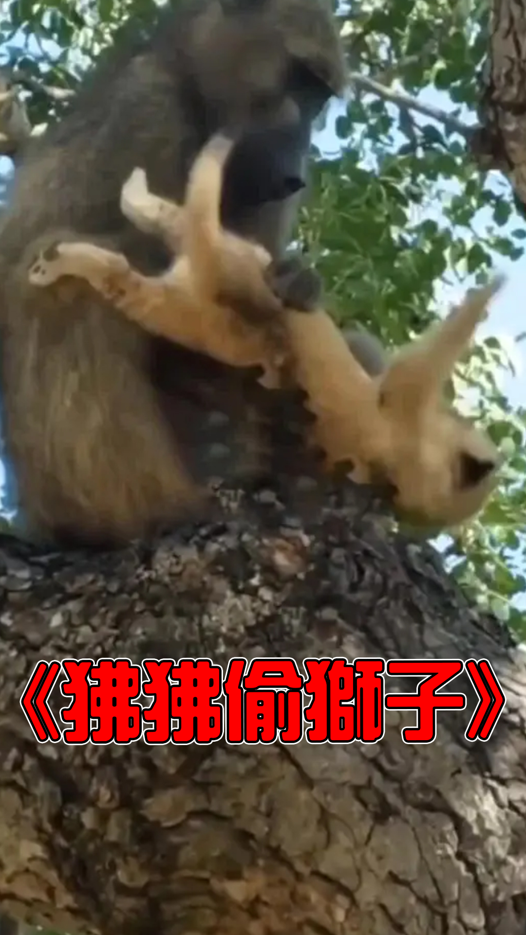 狒狒竟然敢偷走獅子幼崽！正躲在樹上享用是卻被母獅發現！慌忙逃竄下還是被堵了個正著！這下它可逃不掉了！ #未知生物 #神秘生物 #不明生物 ...