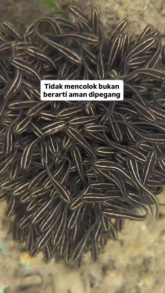 Yang perlu kita waspadai bukan hewan yang berwarna mencolok, tapi semua ...
