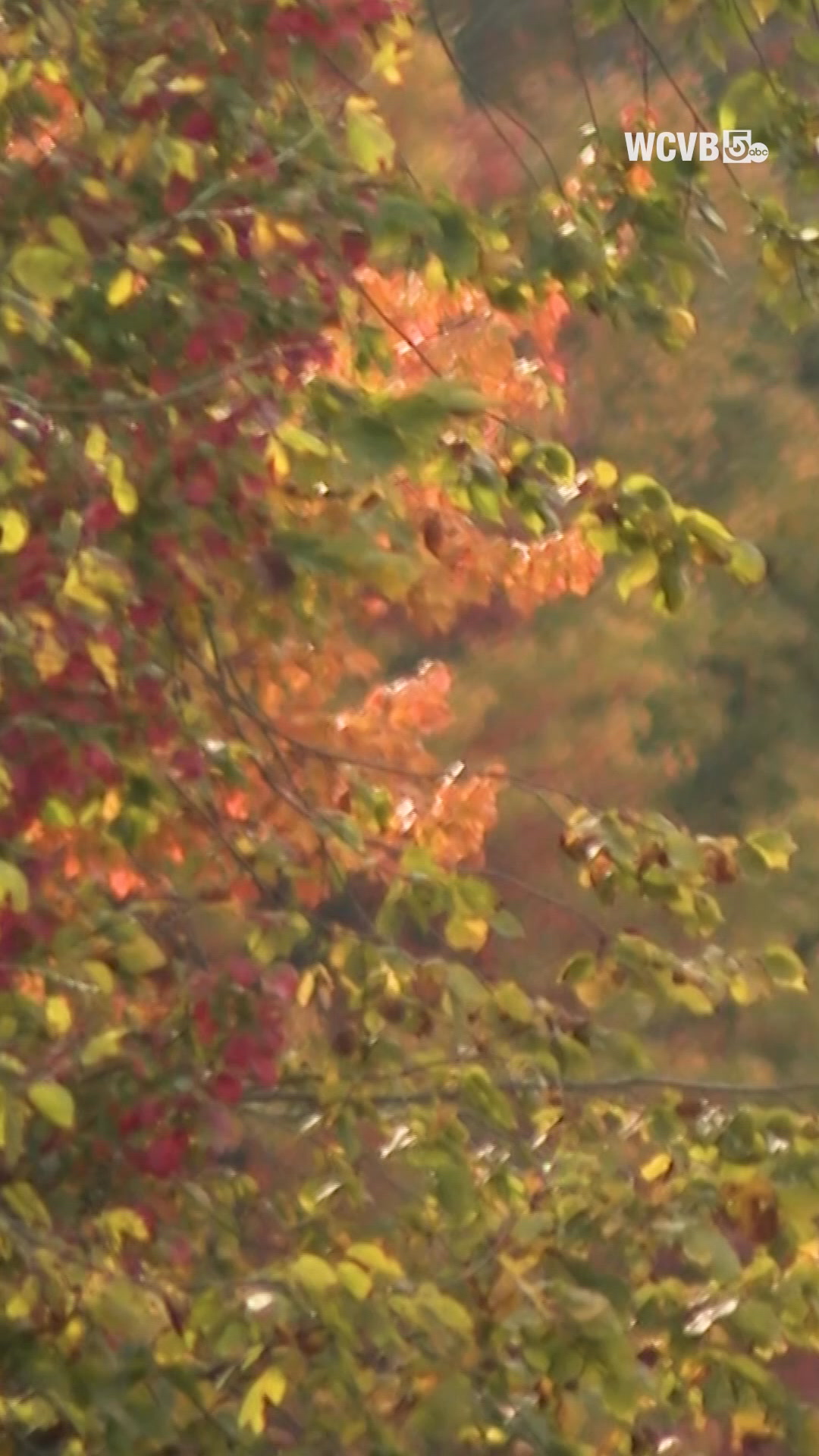 🍂Stop your scroll and take 30 seconds to appreciate New England's ...