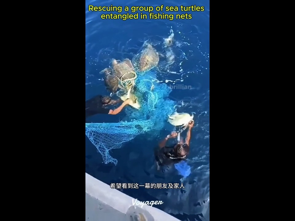 Rescuing a group of sea turtles entangled in fishing nets # Saving ...